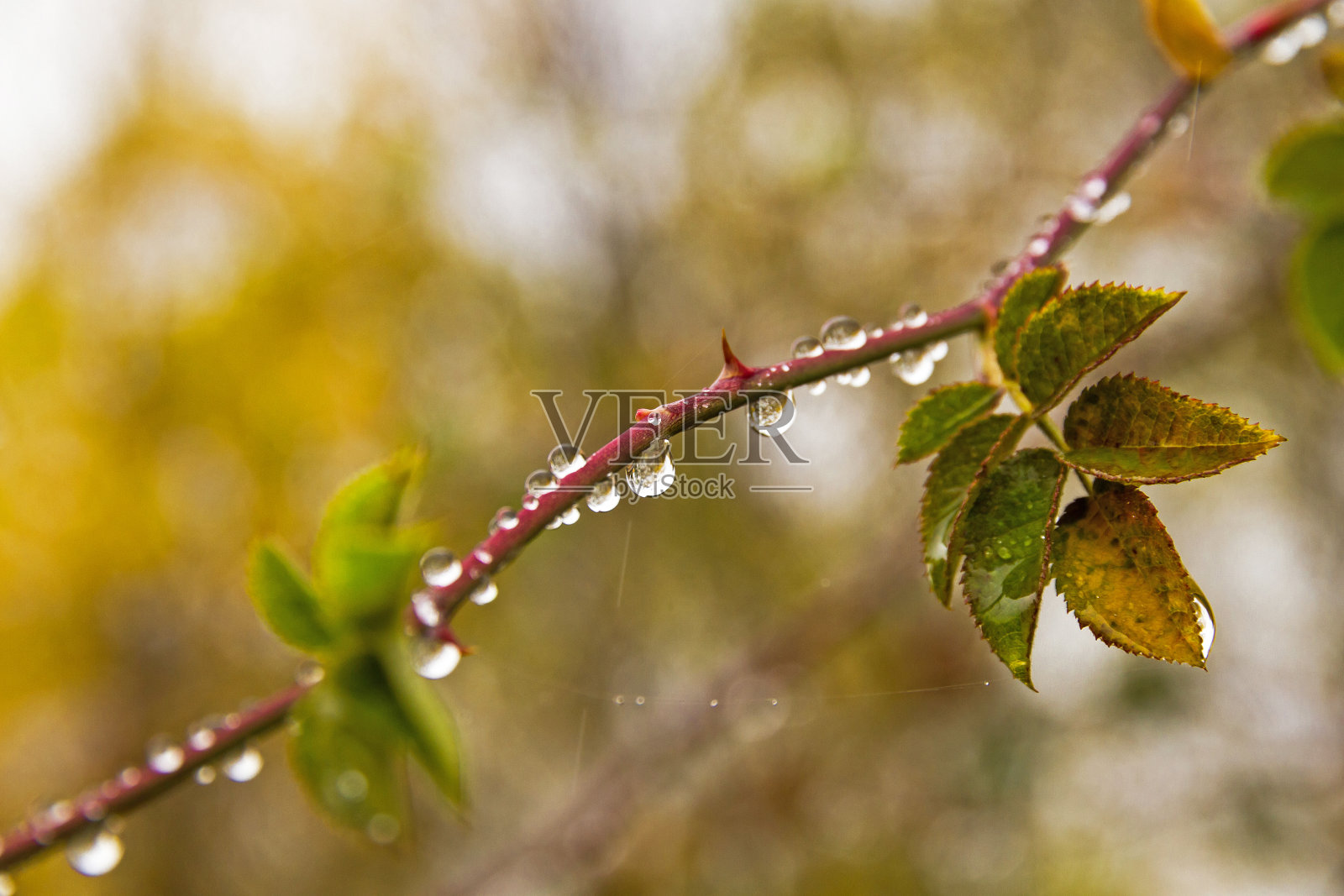 野玫瑰枝上的雨滴——野玫瑰枝上的雨滴照片摄影图片