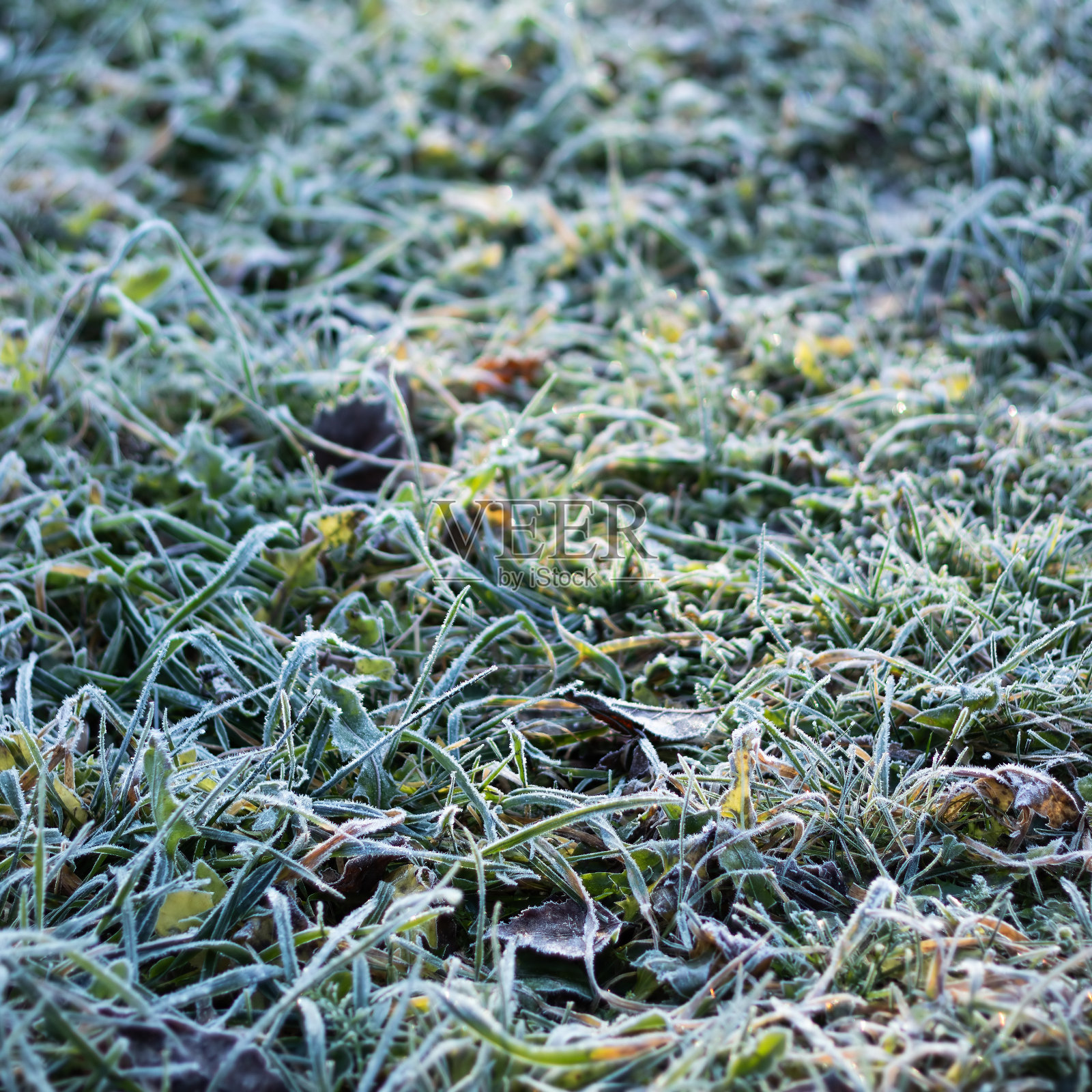 有白霜的草在明亮的阳光下，选择性聚焦照片摄影图片