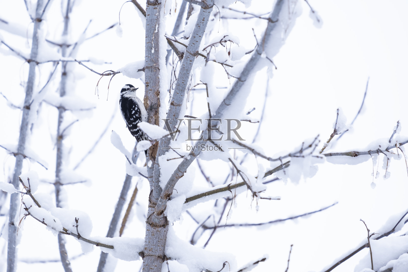 雌性毛茸茸的啄木鸟栖息在覆盖着雪的光秃秃的树枝上照片摄影图片