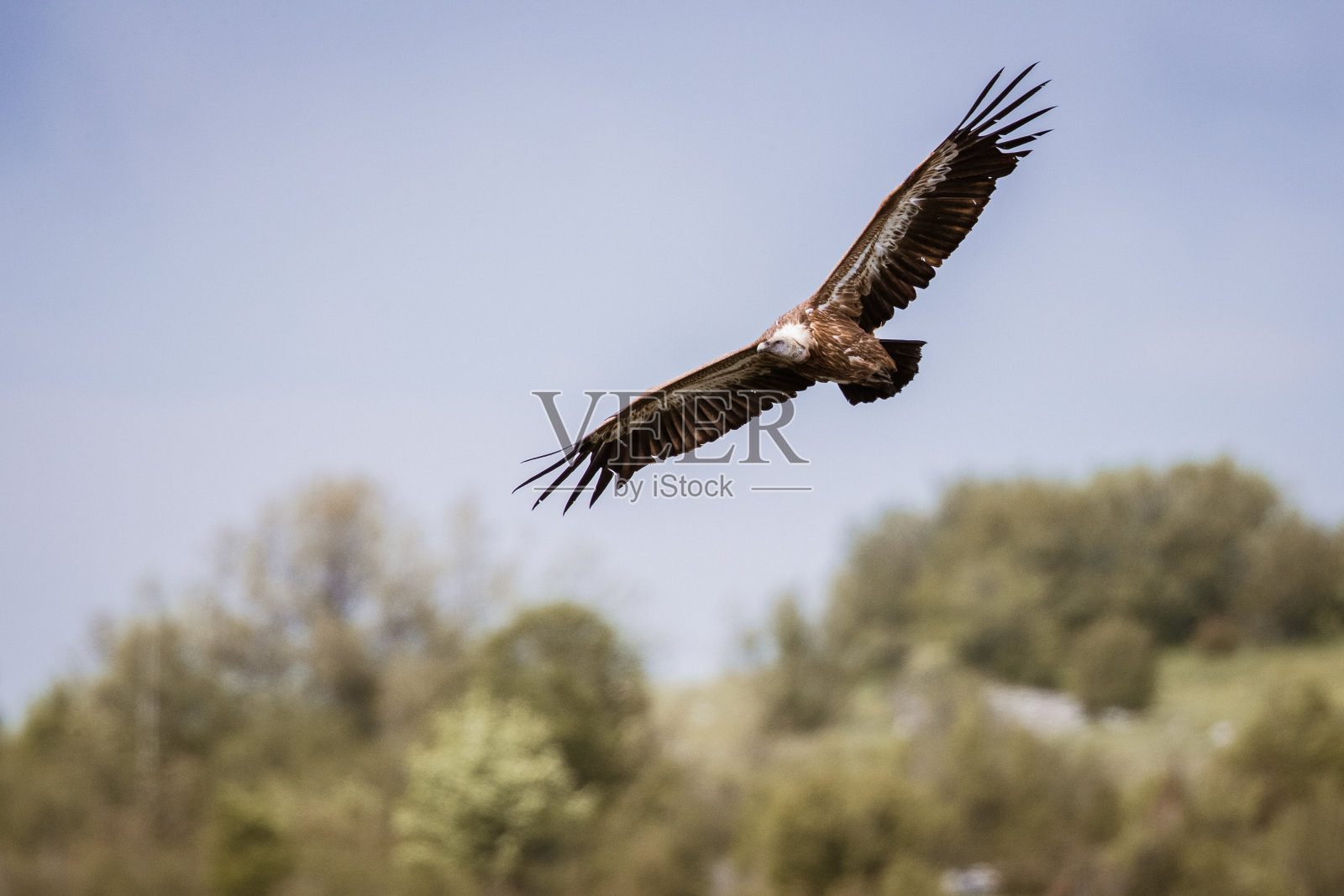鹰鹫在大自然中飞翔。照片摄影图片