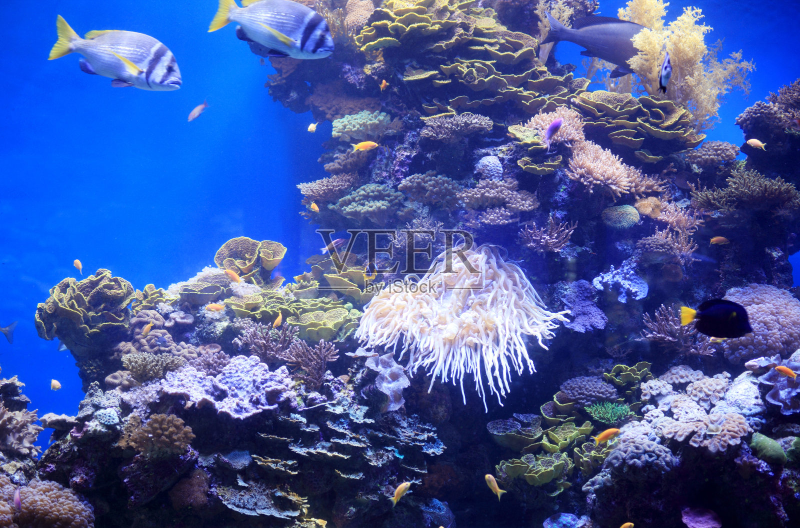 热带鱼和珊瑚。照片摄影图片