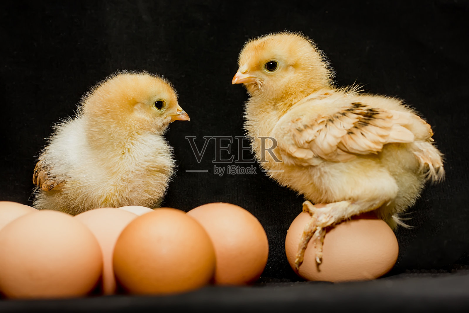 家养的鸡蛋上有毛茸茸的小黄鸡照片摄影图片