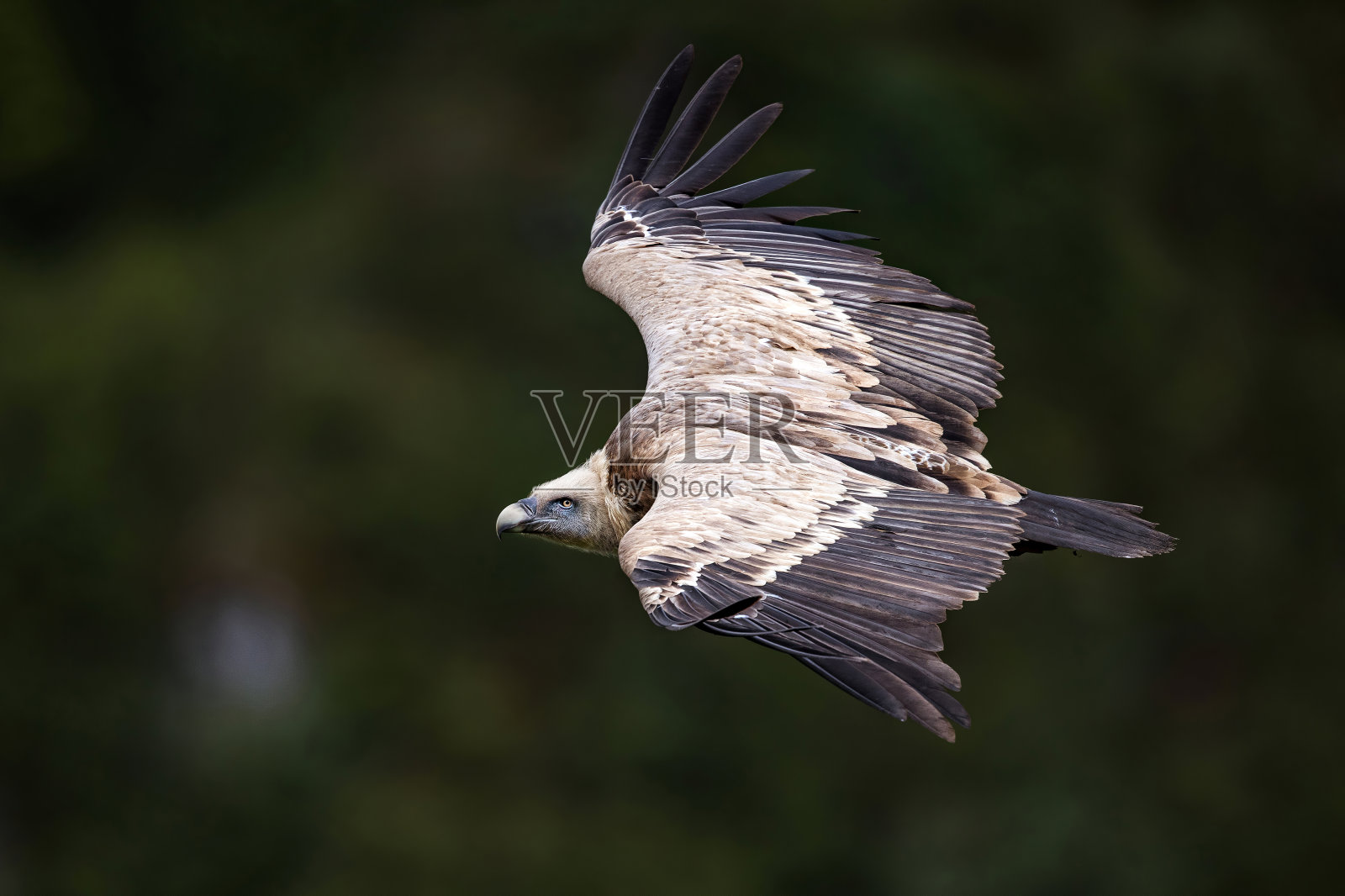 兀鹫在荒野中飞翔。照片摄影图片