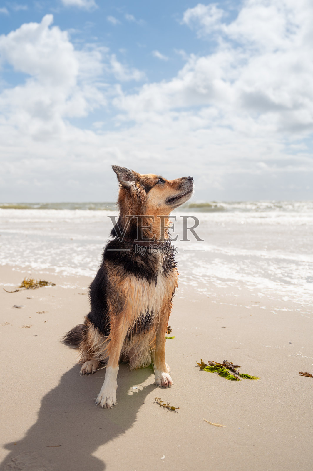 海滩上的湿狗照片摄影图片