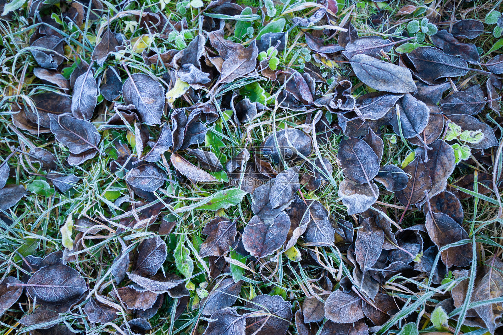 草和枯叶覆盖着白霜的背景照片摄影图片