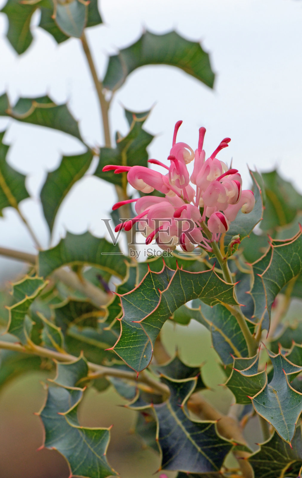 粉红色的花和罕见的带刺的冬青树叶子，澳大利亚本土的格瓦拉标志，科照片摄影图片