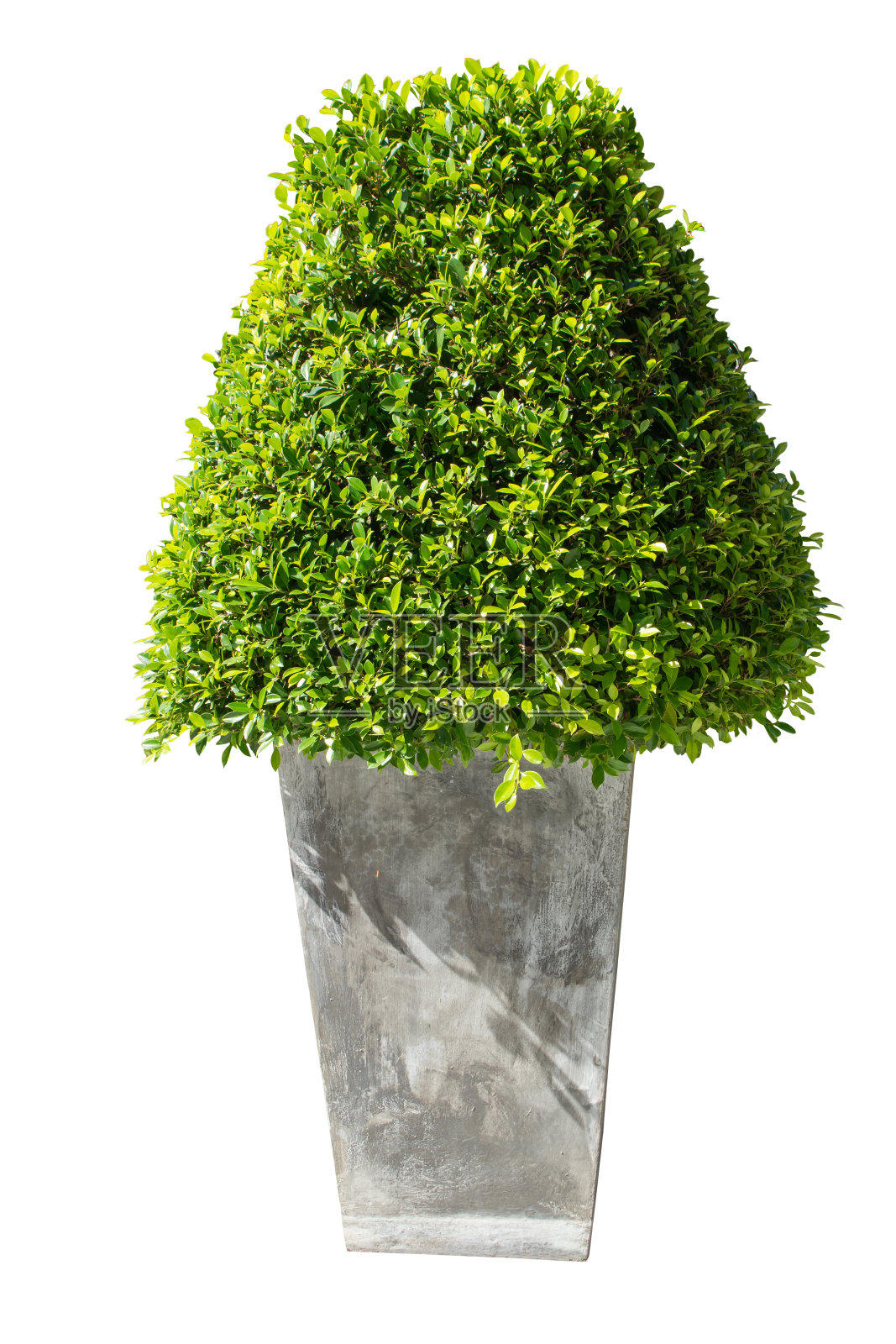 绿色灌木在混凝土花盆装饰隔离在白色的背景。照片摄影图片