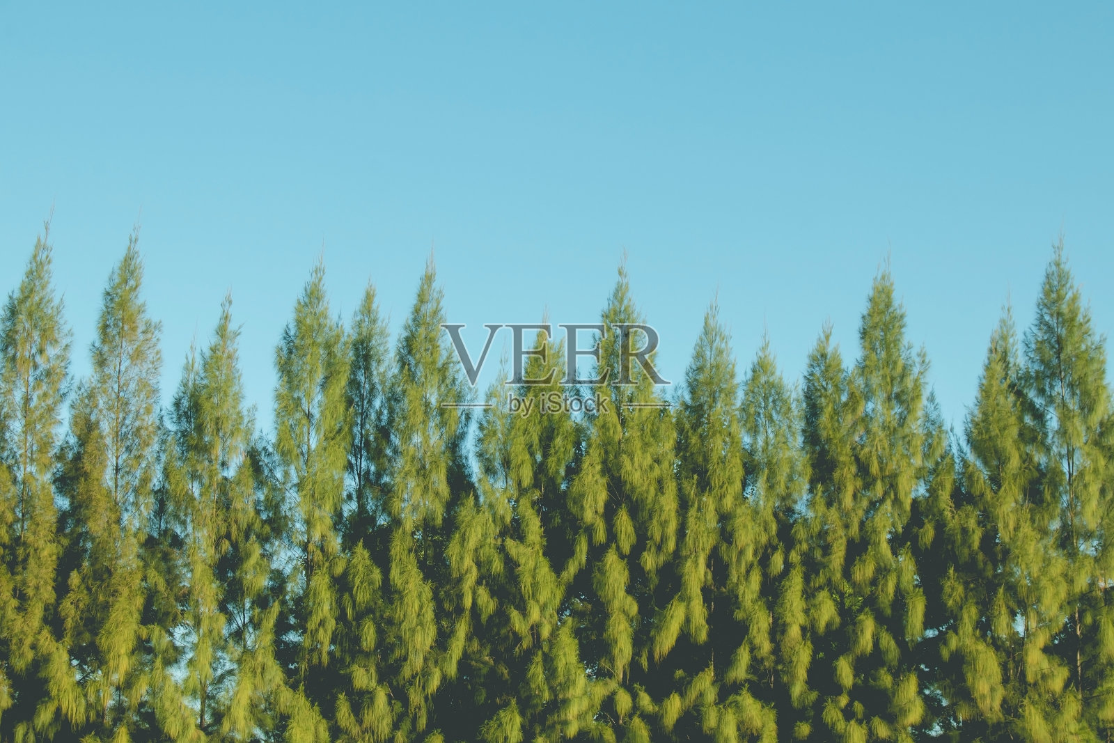 翠绿的松树和明亮的蓝天。照片摄影图片