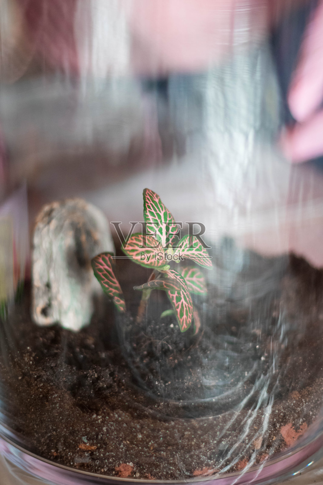 一种小植物，叫做菲托尼亚，放在玻璃盆中照片摄影图片
