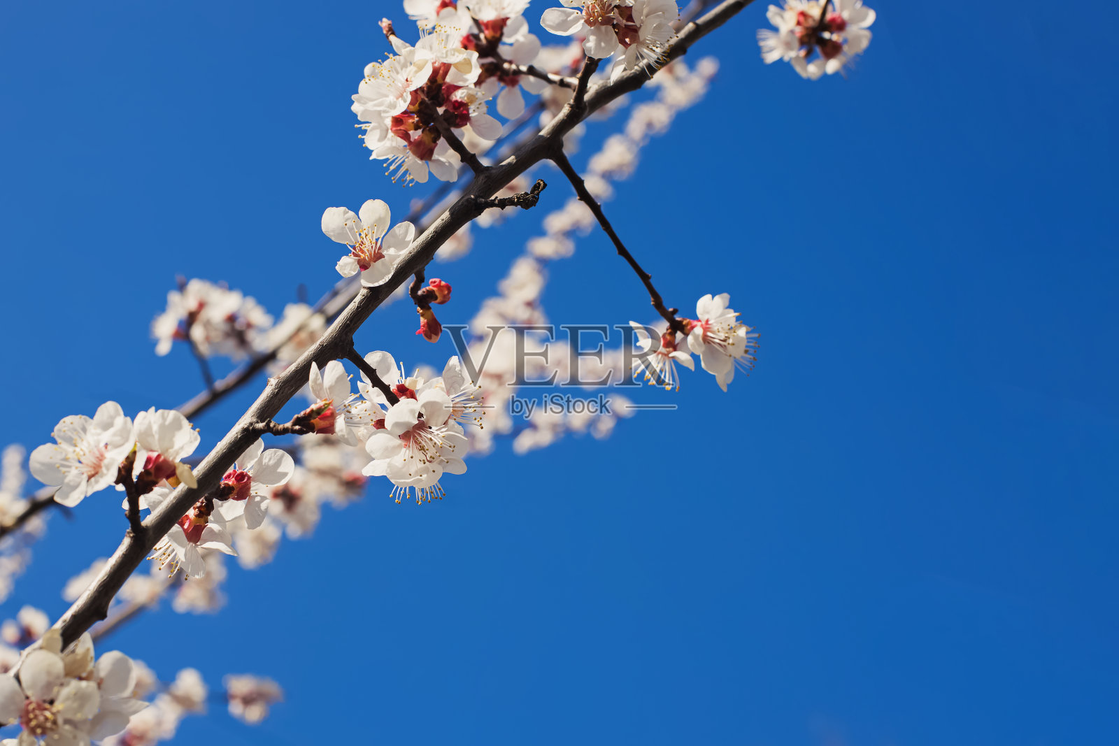 开花的树在蓝天的背景下展开。照片摄影图片