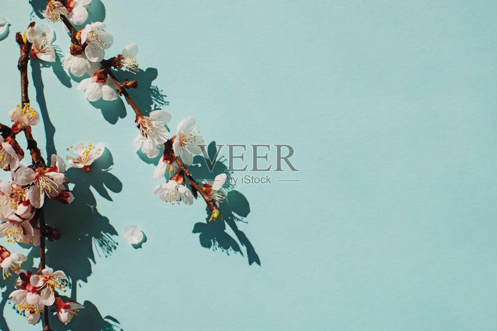 淡蓝色背景上的春花枝照片摄影图片
