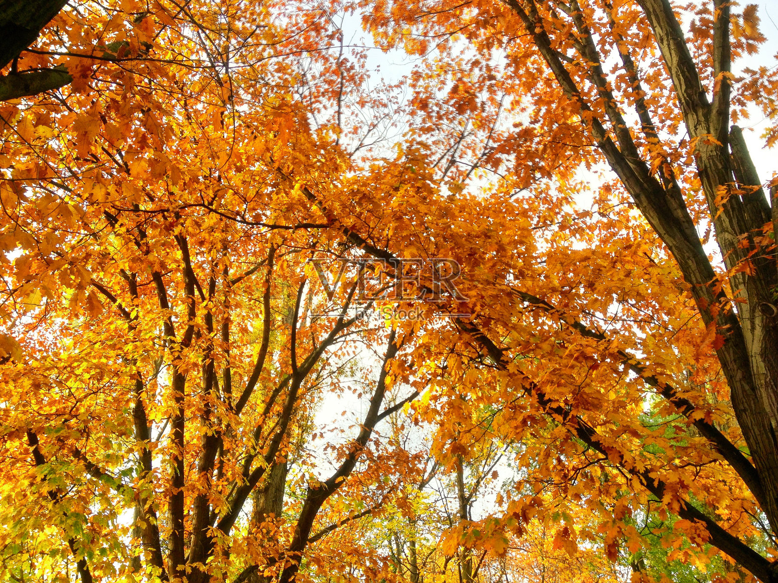 生动的秋天的树照片摄影图片