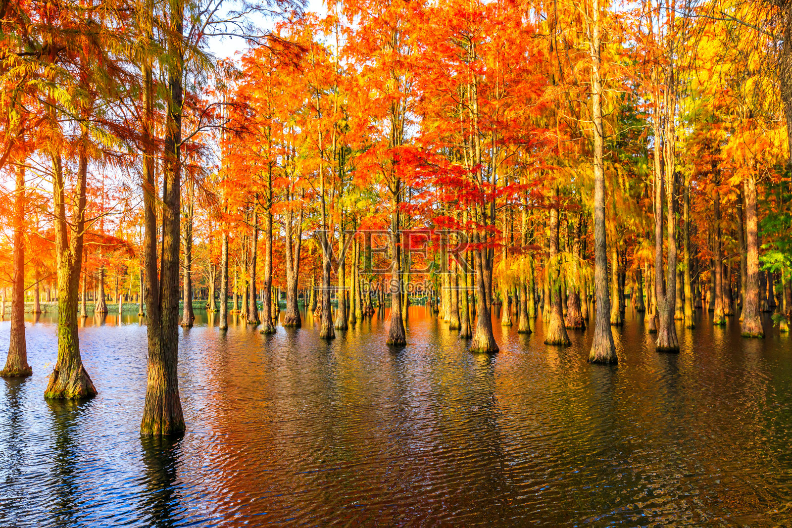 秋天五彩缤纷的森林景观。照片摄影图片