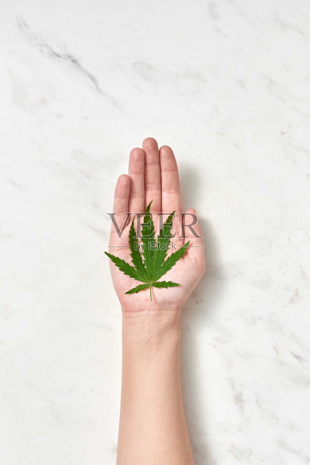 在大理石灰色的背景上，一个女人的手拿着一片新鲜的绿色大麻叶子。照片摄影图片