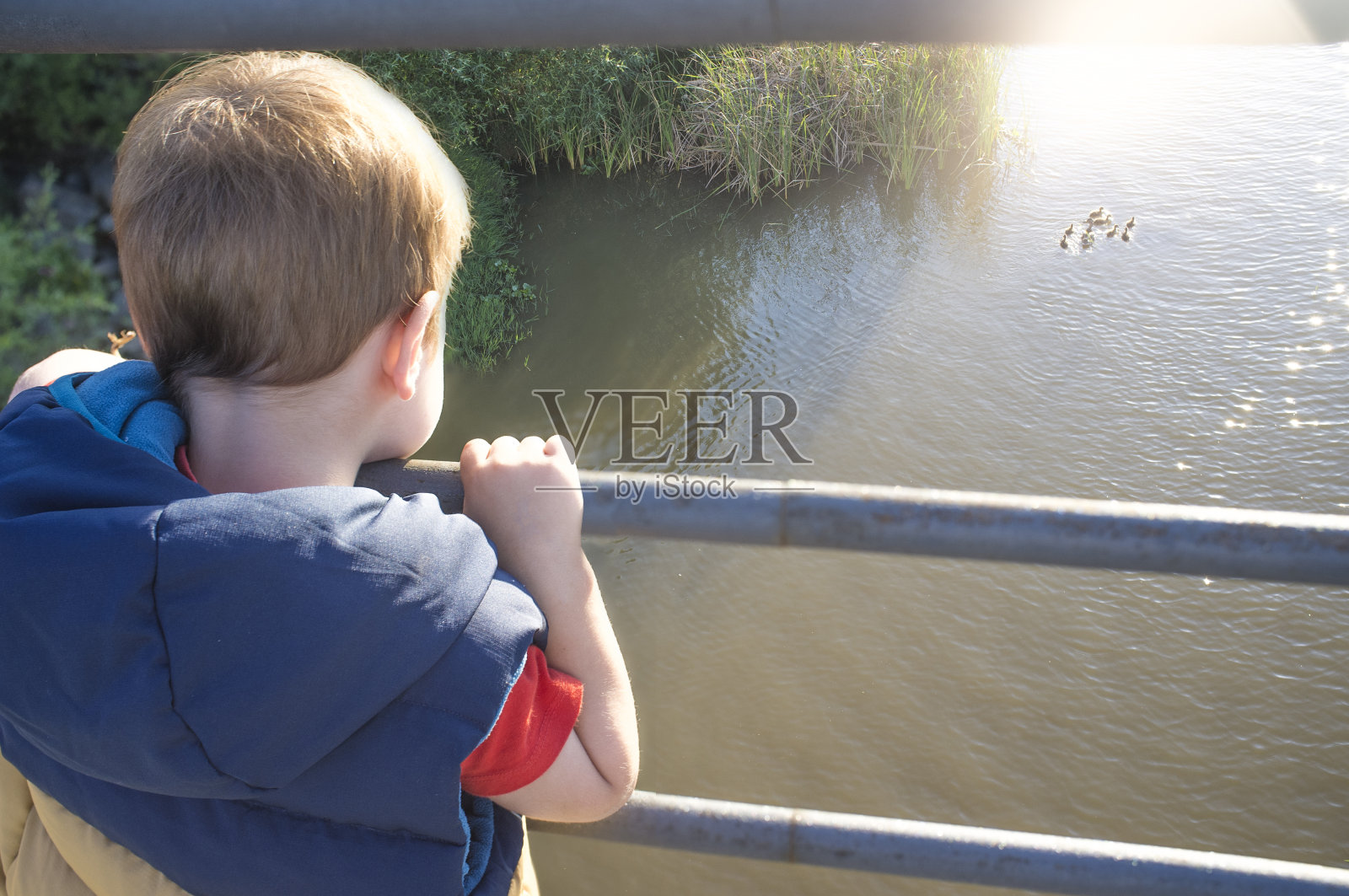 小男孩站在桥上观察野鸭一家照片摄影图片