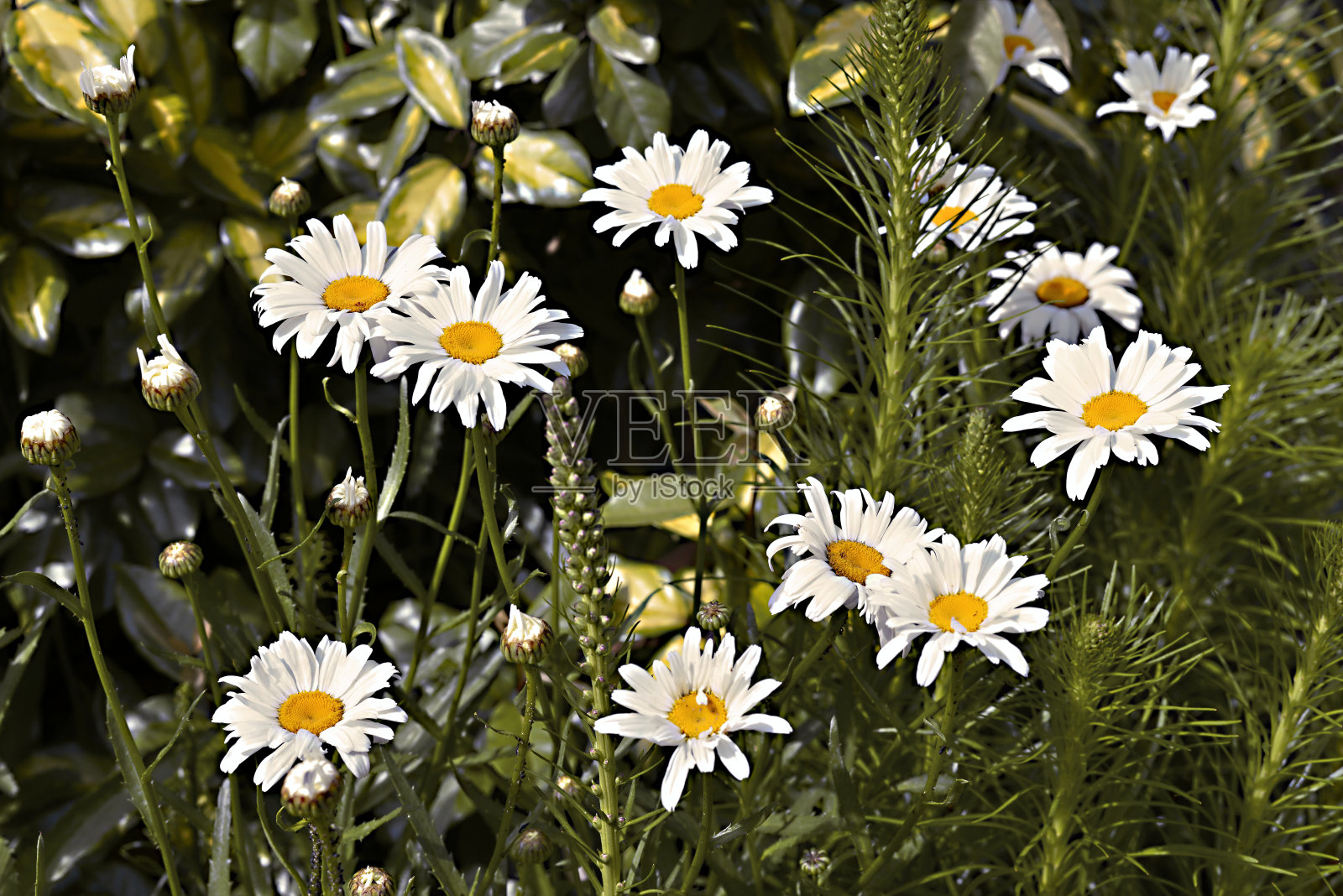 花园里的白色雏菊照片摄影图片