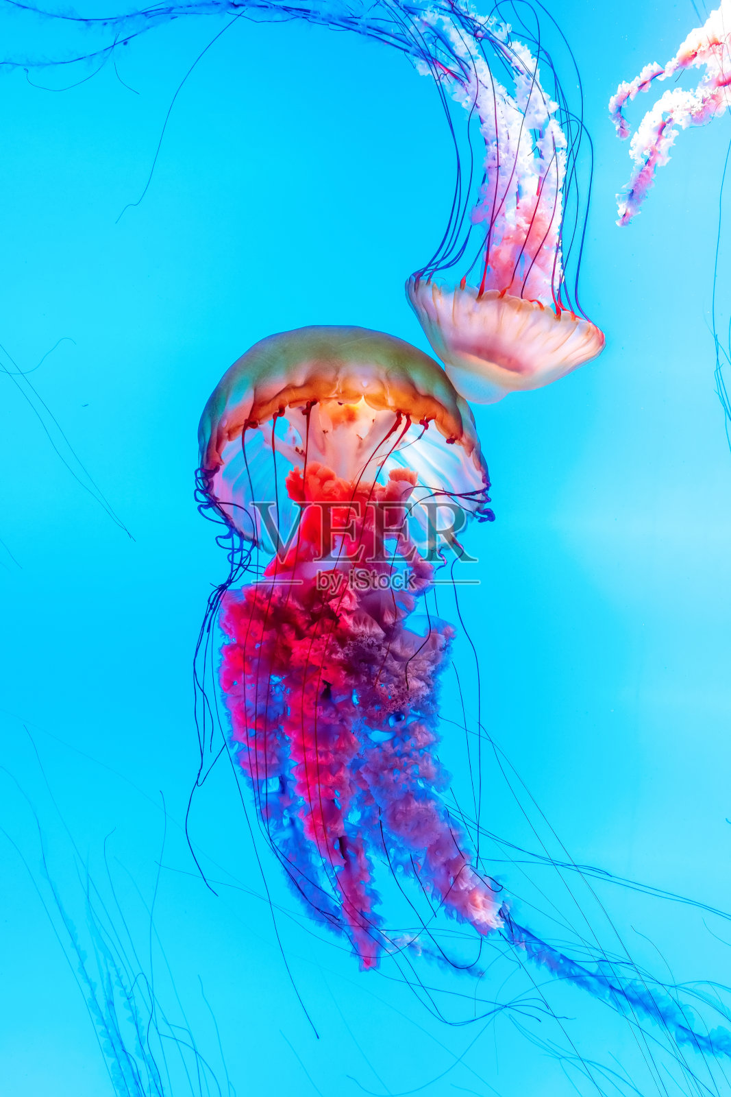 精力充沛的水母漂浮在海洋中照片摄影图片