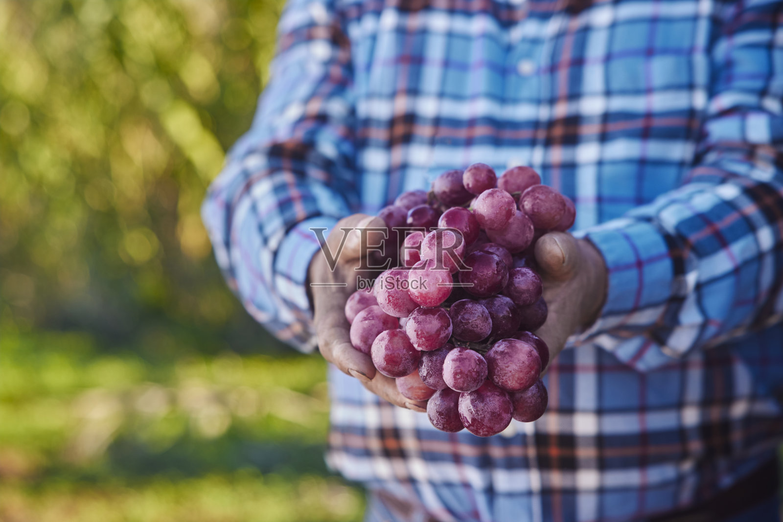 农民手拿有机葡萄在一个农场照片摄影图片