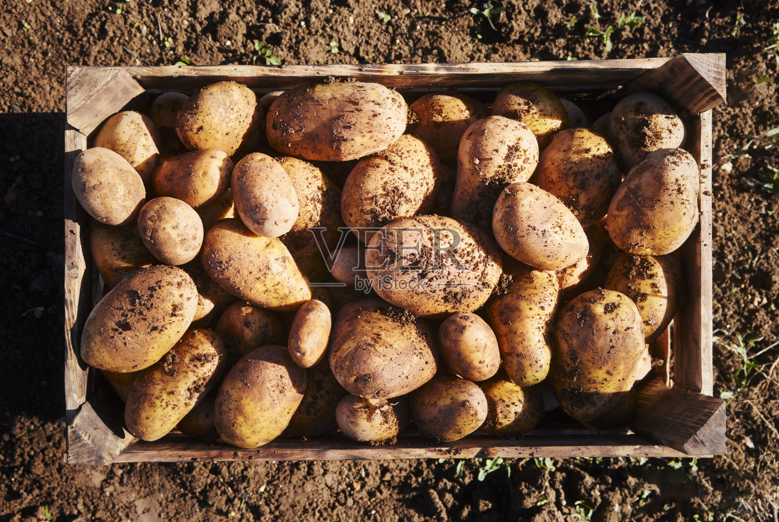 农场里装满有机土豆的木箱子照片摄影图片