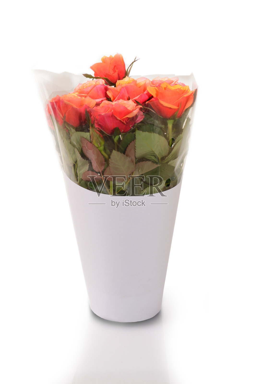 美丽的橙色玫瑰花束包裹在透明的塑料和白纸在白色的背景。照片摄影图片