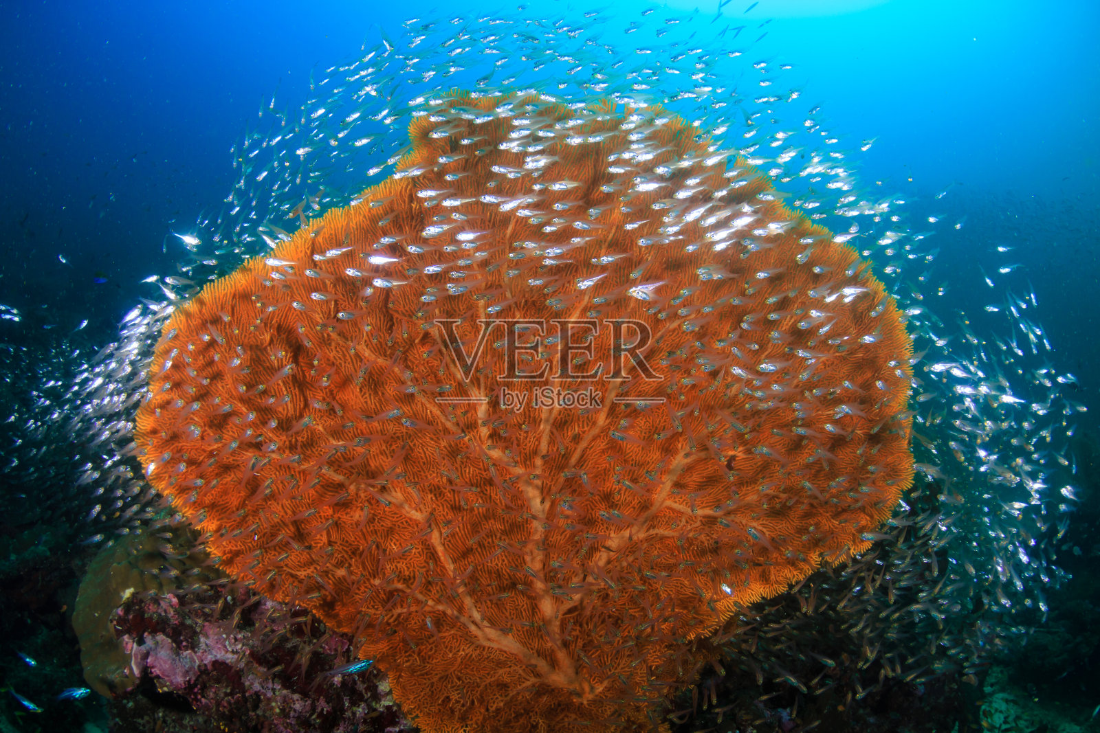 美丽、精致的海扇和热带珊瑚礁上的软珊瑚照片摄影图片