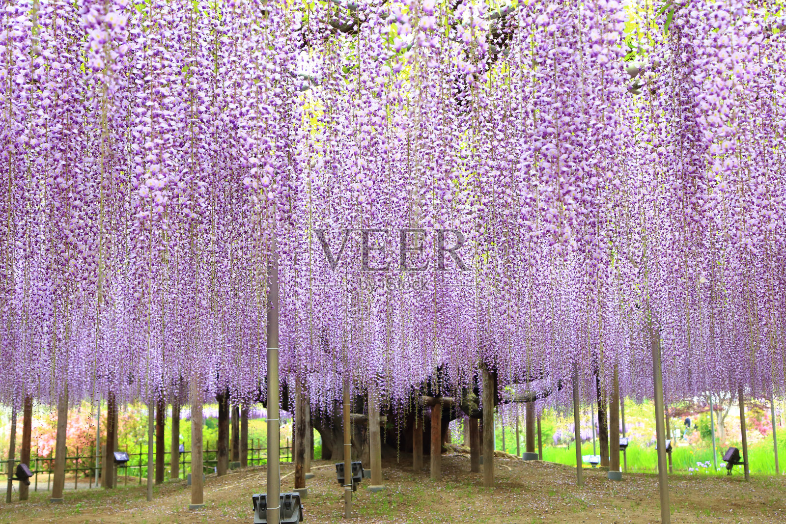 足贺花卉公园的紫藤花树照片摄影图片