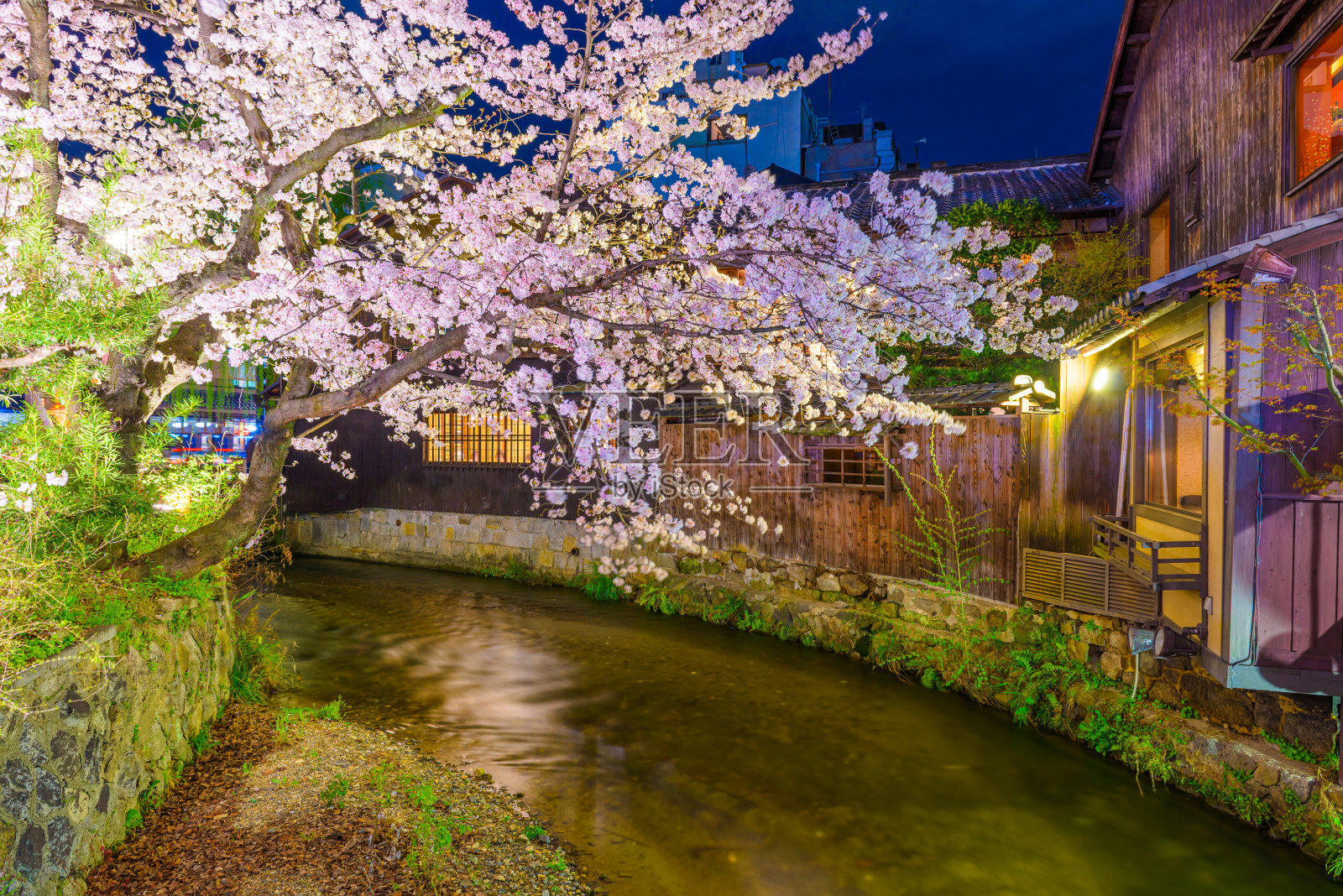 春天樱花盛开的季节，日本京都的白川河畔照片摄影图片