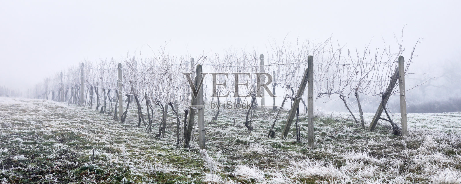 成排的冬季葡萄园在雾中结霜照片摄影图片