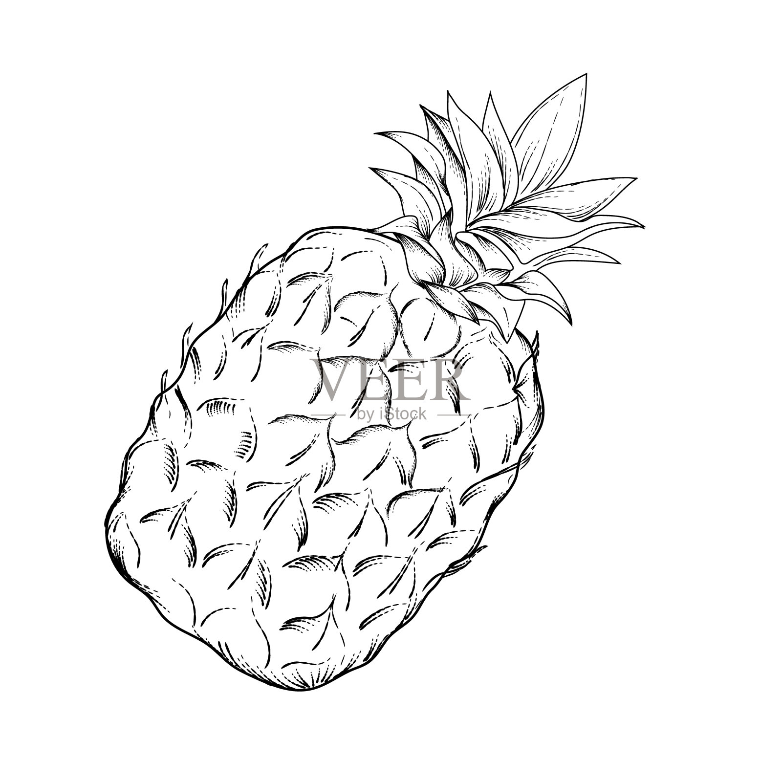 菠萝的形象。矢量黑白插图。插画图片素材