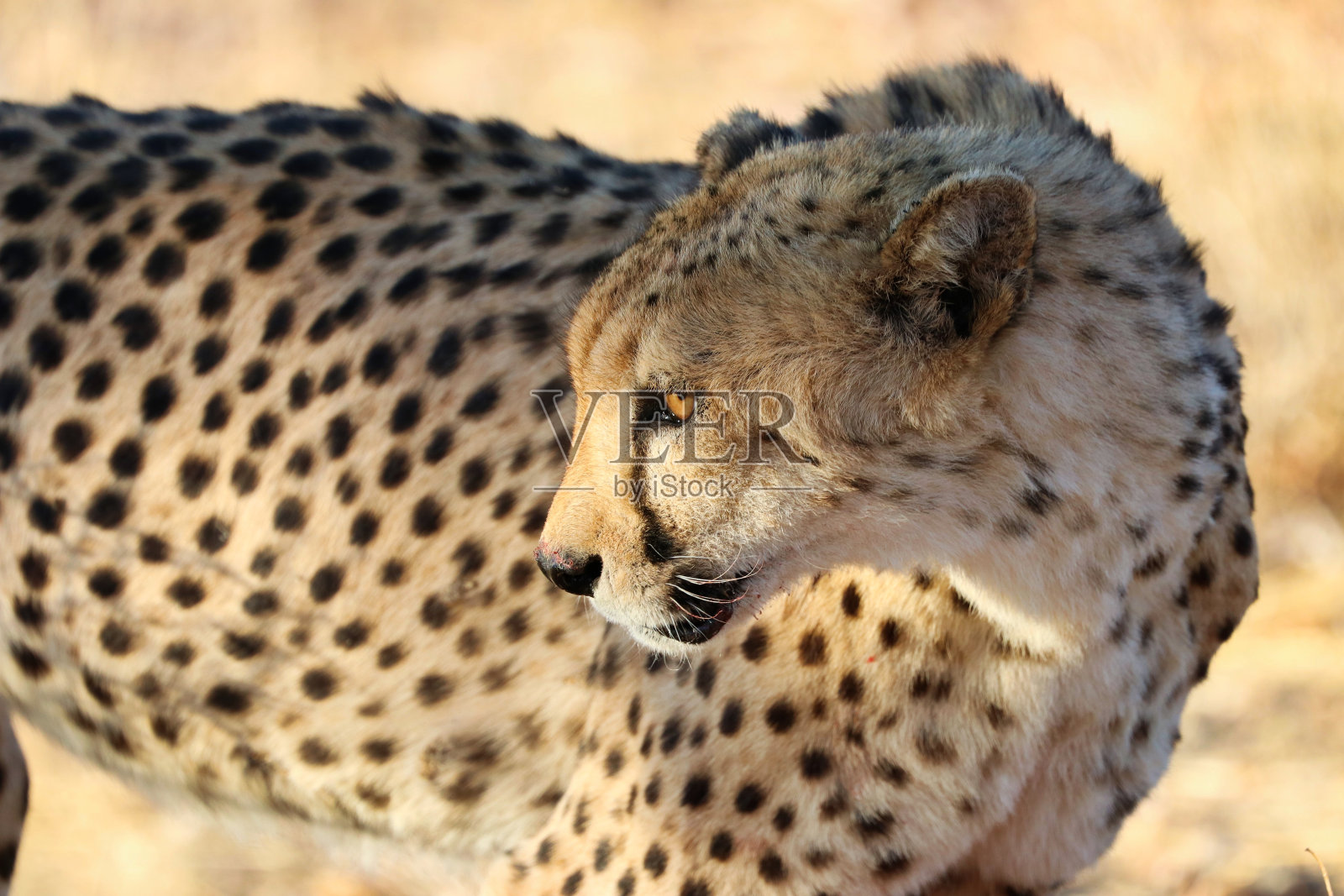 非洲纳米比亚大草原上的猎豹照片摄影图片