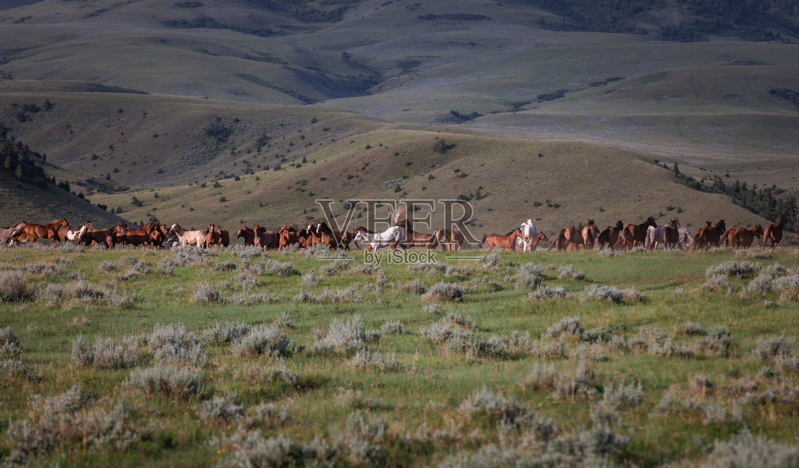 蒙大拿牧场的一群马照片摄影图片