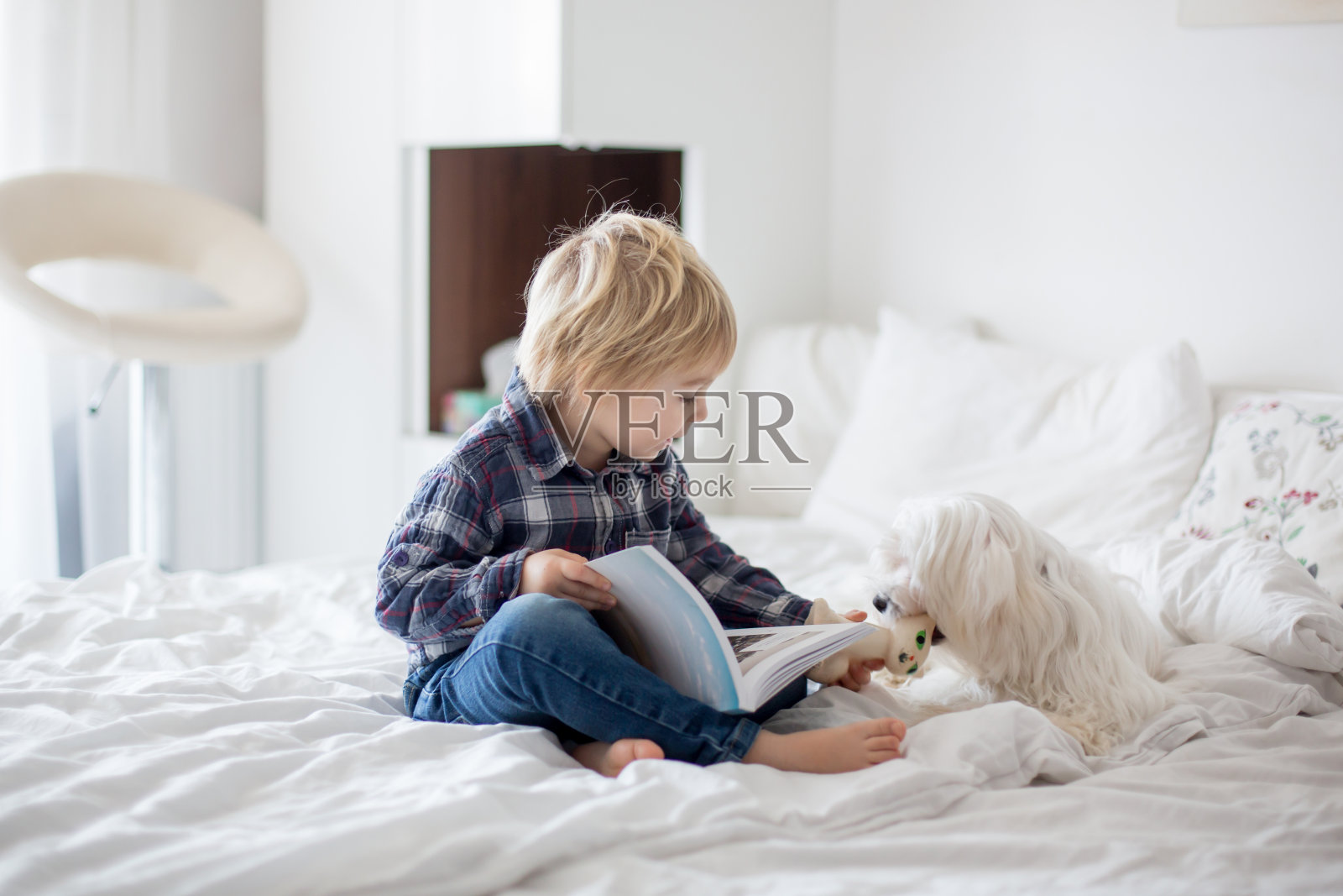 狗狗在床上素材-狗狗在床上图片-狗狗在床上素材图片下载-觅知网