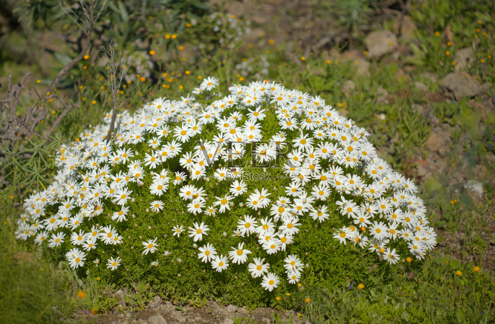 大加纳利群岛的植物-银菊，加那利群岛特有的玛格丽特雏菊照片摄影图片
