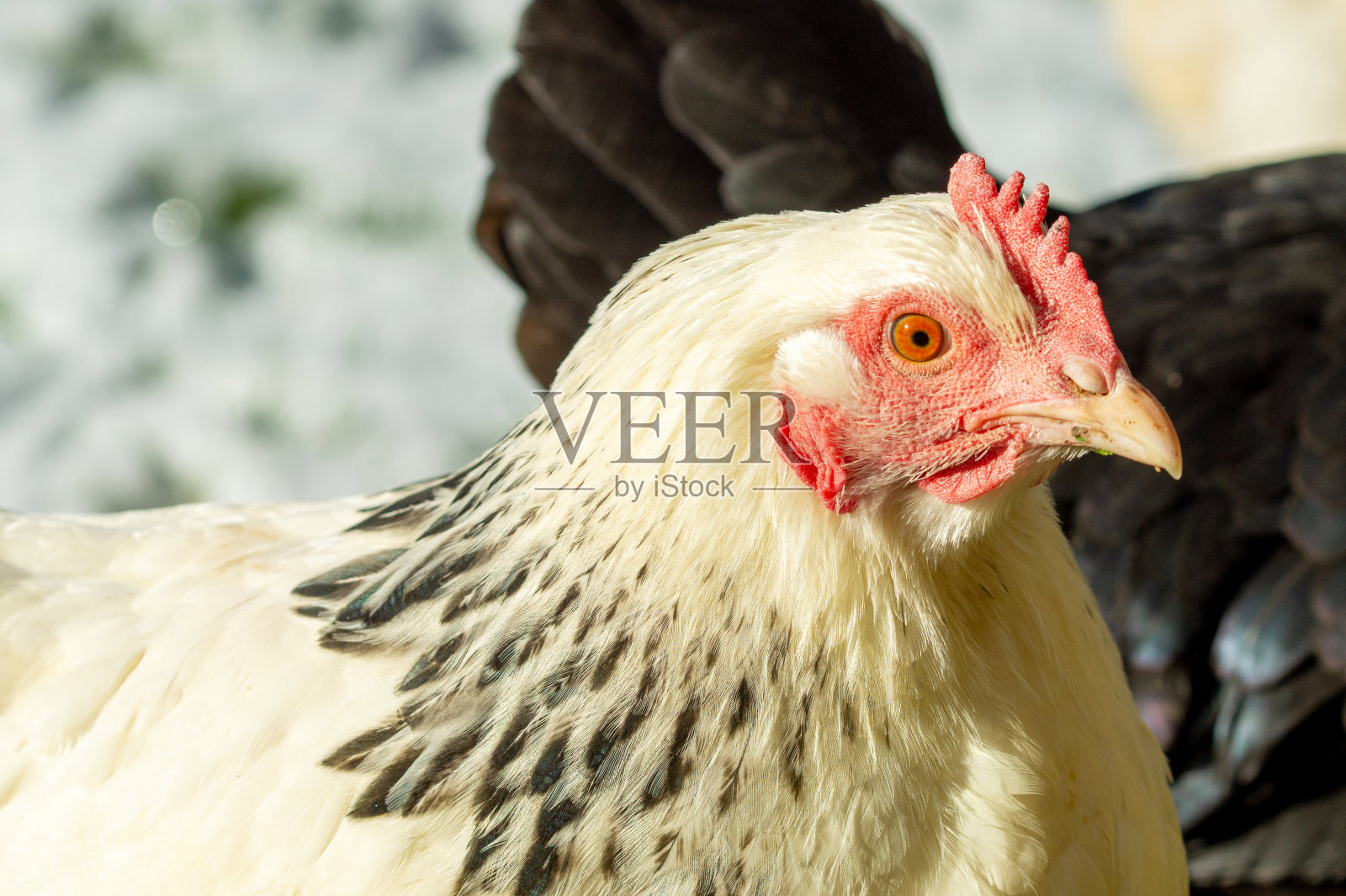 关起母鸡在花园里的草地上晒太阳，在冬天自由繁殖。照片摄影图片