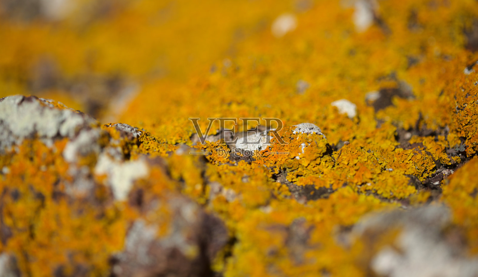 岩石上亮黄色的海苔又称橙黄色海苔，近期雨水使植物体复苏，自然宏观背景照片摄影图片