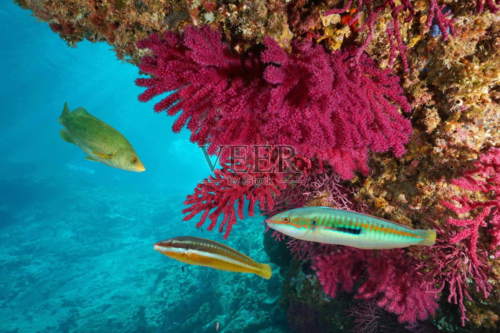 地中海水下丰富多彩的海洋生物照片摄影图片