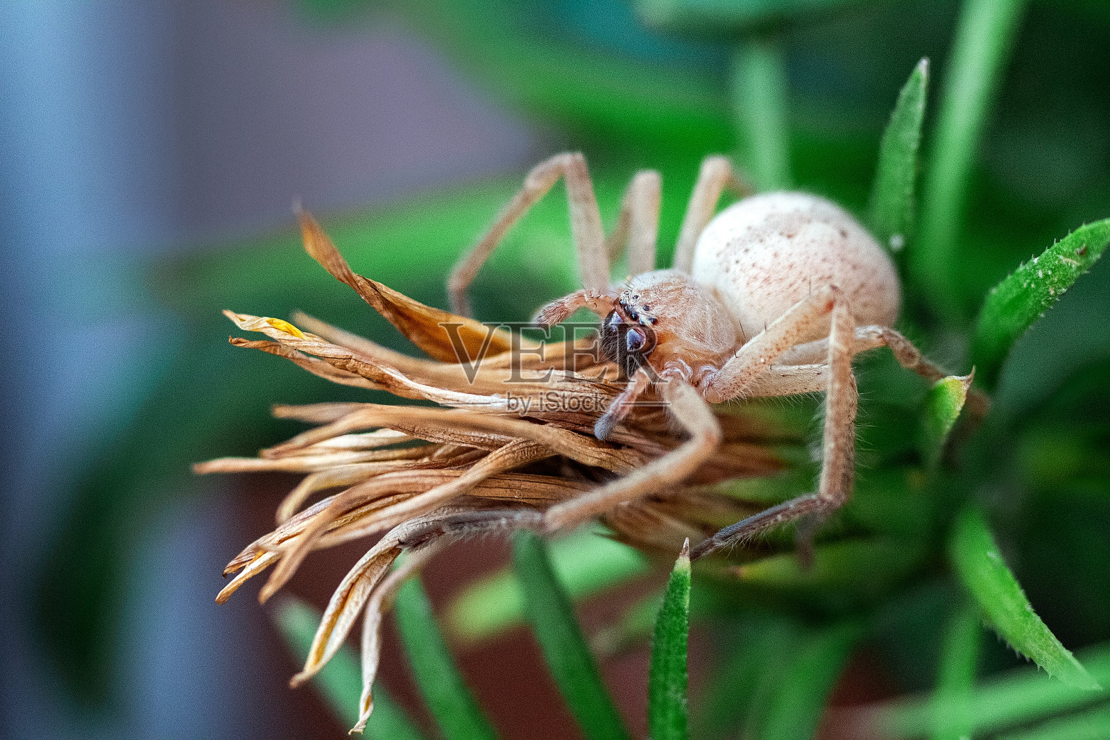 大蜘蛛坐在花蕾上。自然的名片。昆虫的生活照片摄影图片