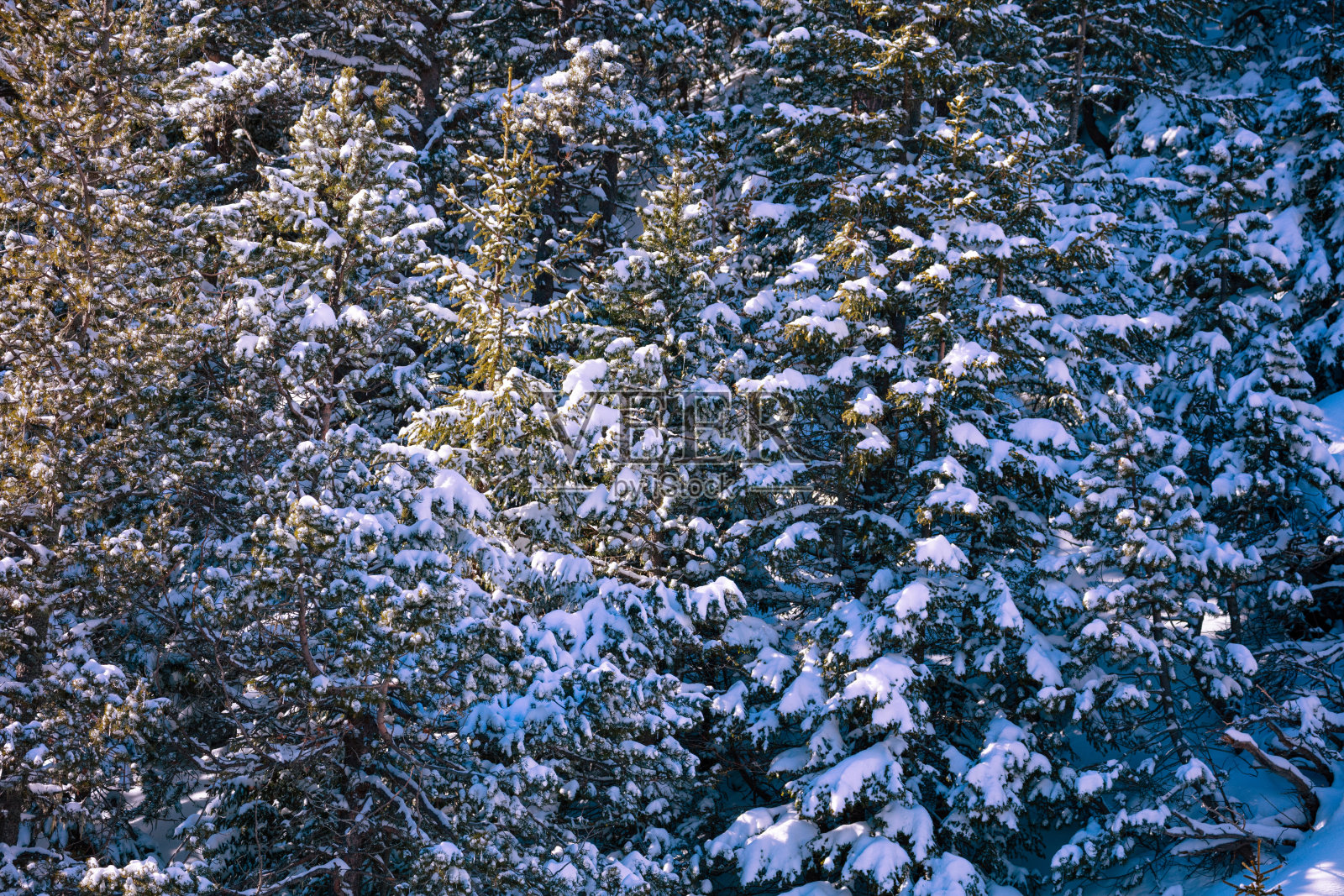雪覆盖了山上的冷杉林照片摄影图片
