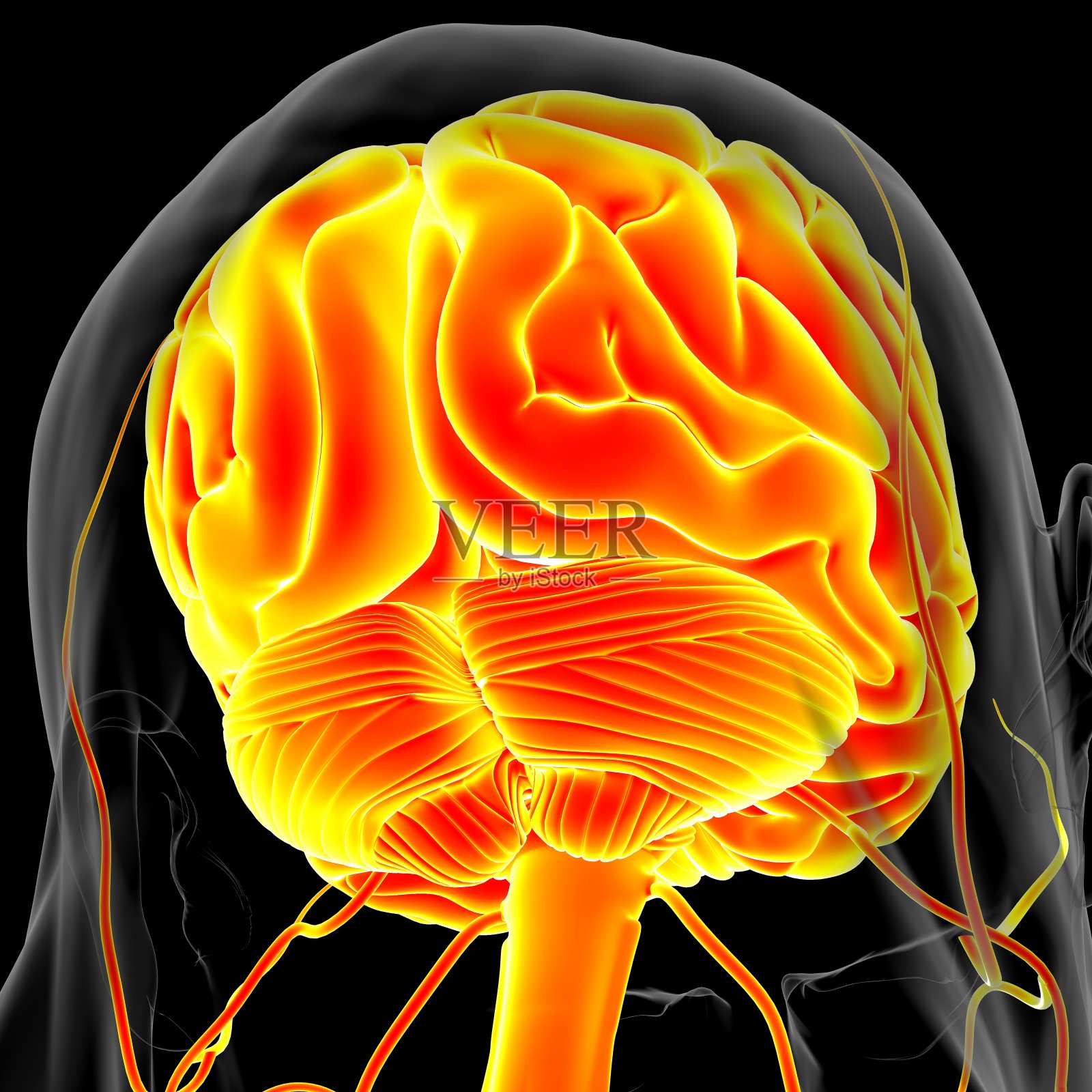 人类大脑解剖医学概念3D照片摄影图片
