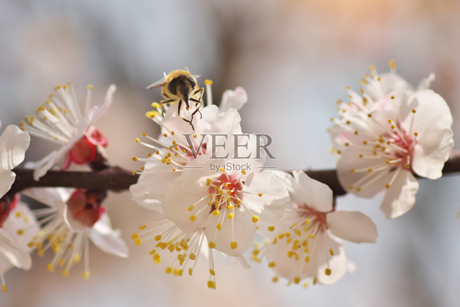 蜜蜂在春天的树花上。照片摄影图片