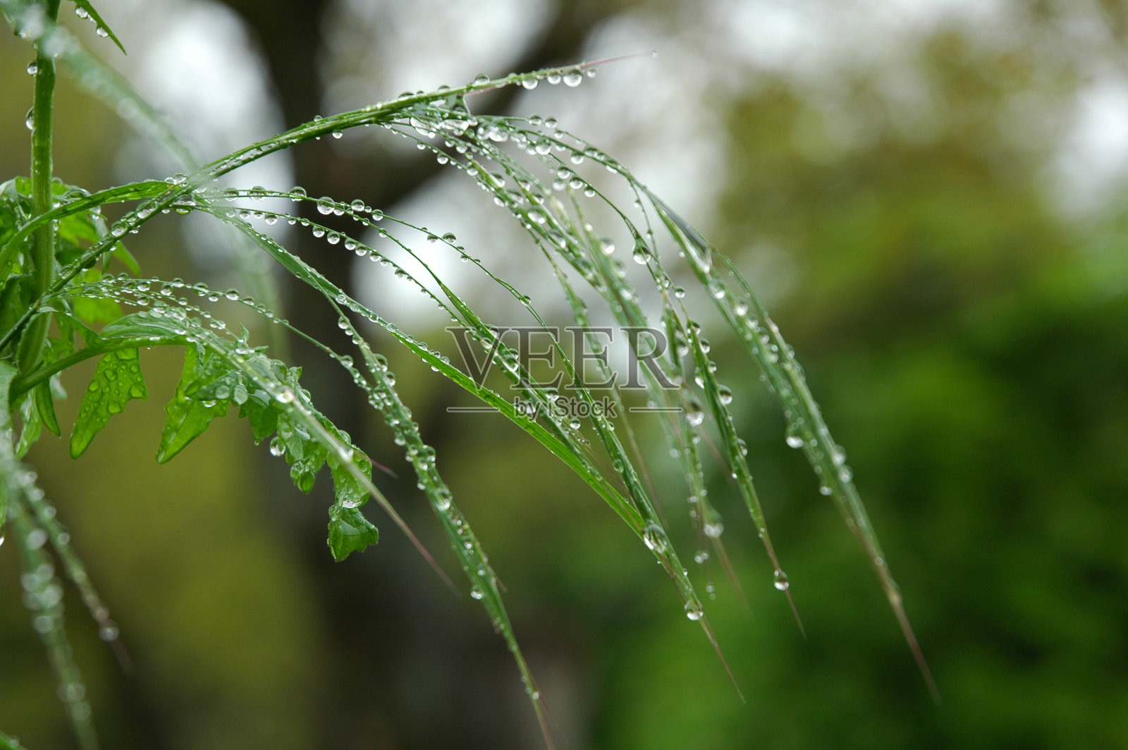 近距离的湿草与水滴照片摄影图片