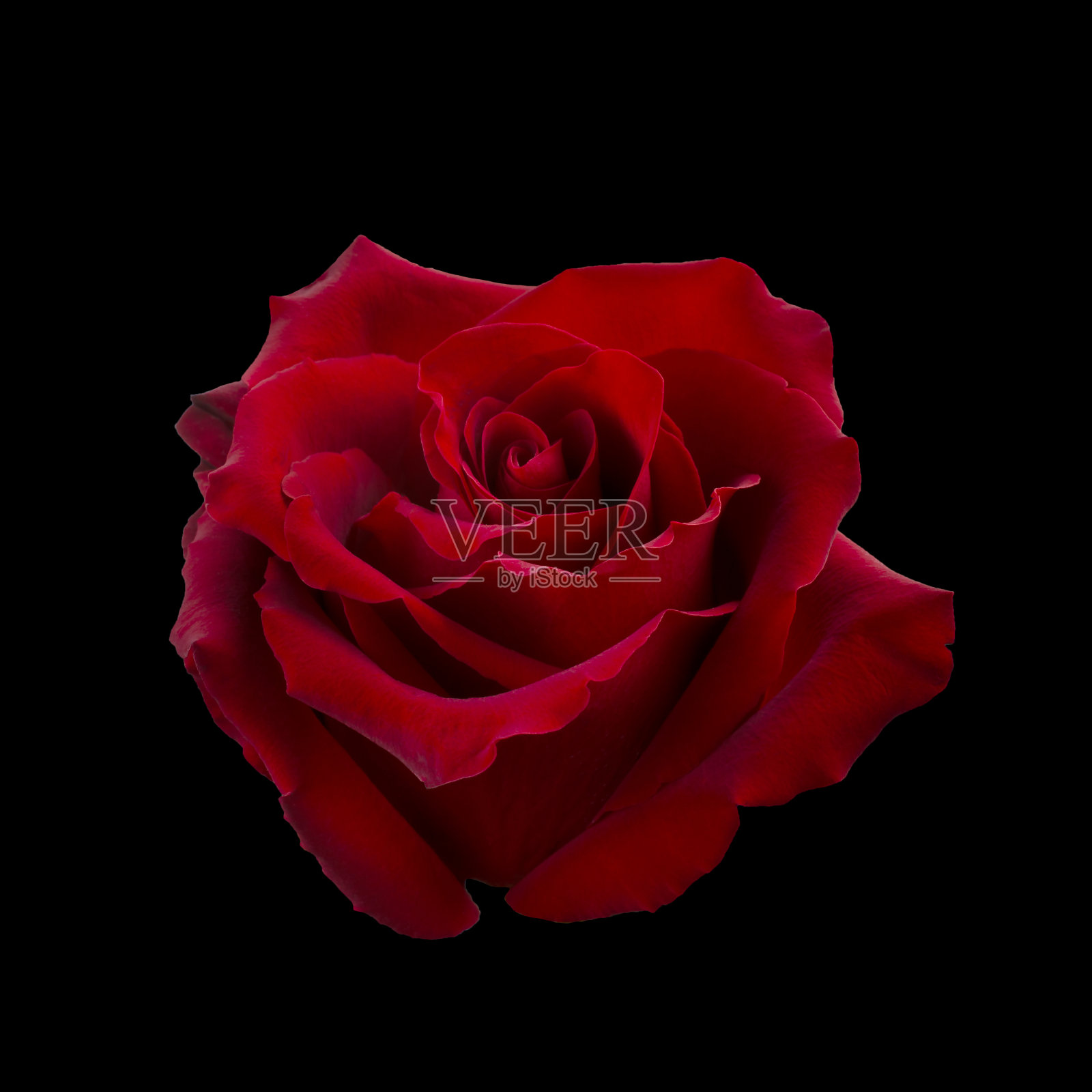 深红色的玫瑰在黑色的背景上照片摄影图片