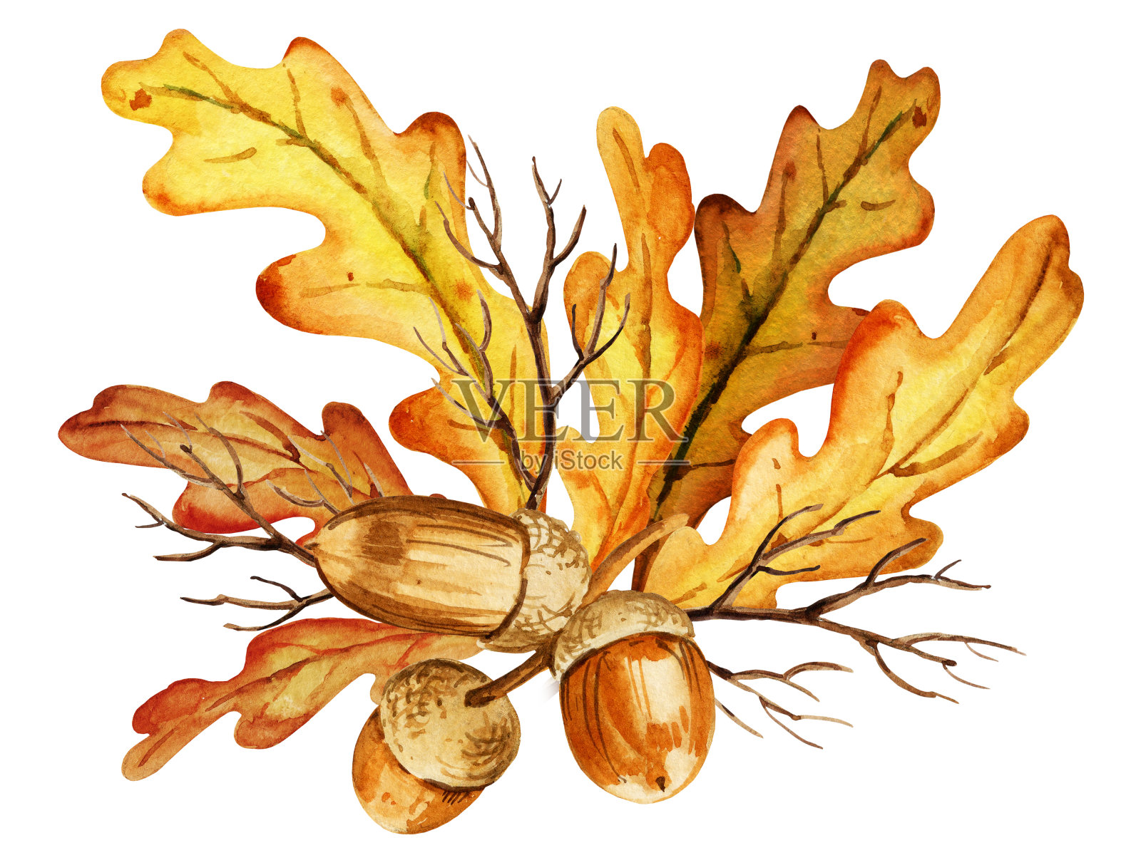 水彩树叶，橡子和橡树的树枝，秋天的组成，手绘插图，黄色，橙色，棕色的颜色插画图片素材