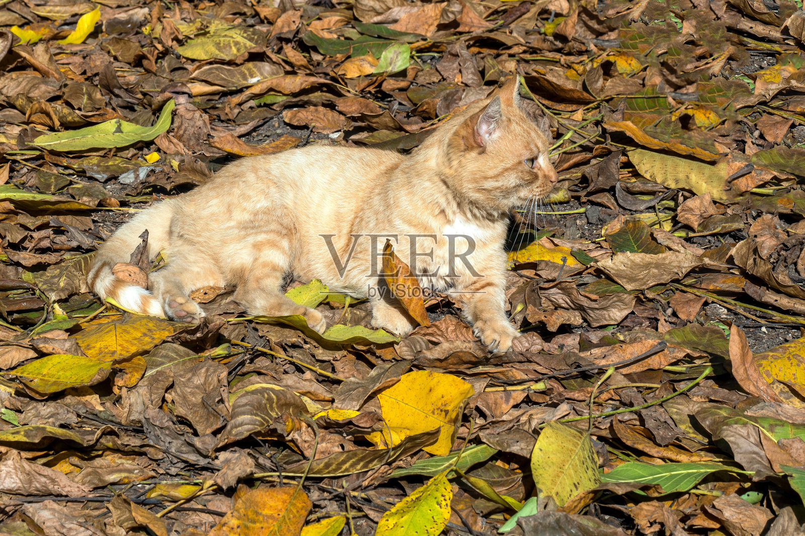 猫和树叶照片摄影图片