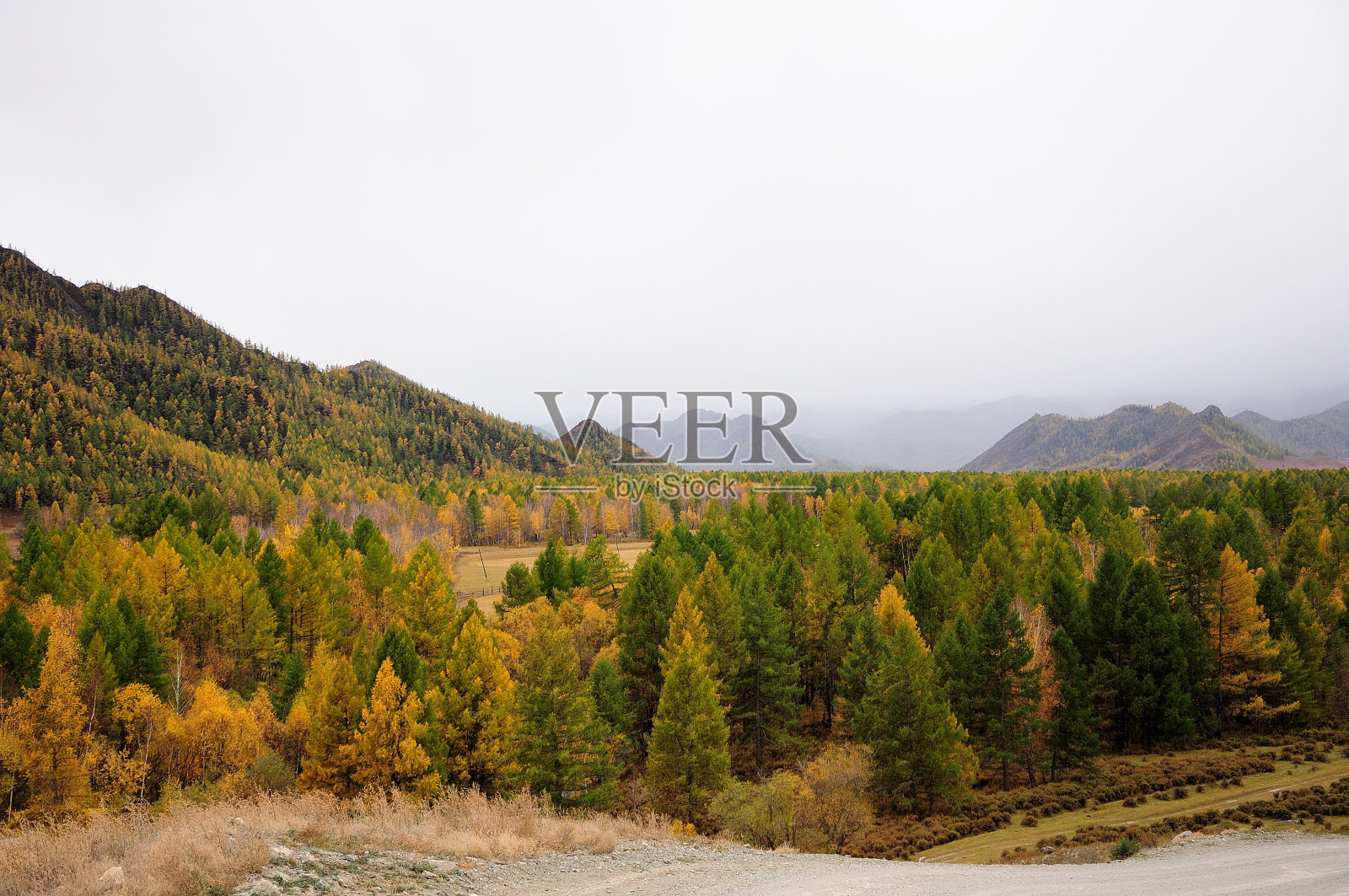 从山顶俯瞰一片混合的针叶林，周围是常绿的松树和黄色的落叶松，群山环绕。照片摄影图片