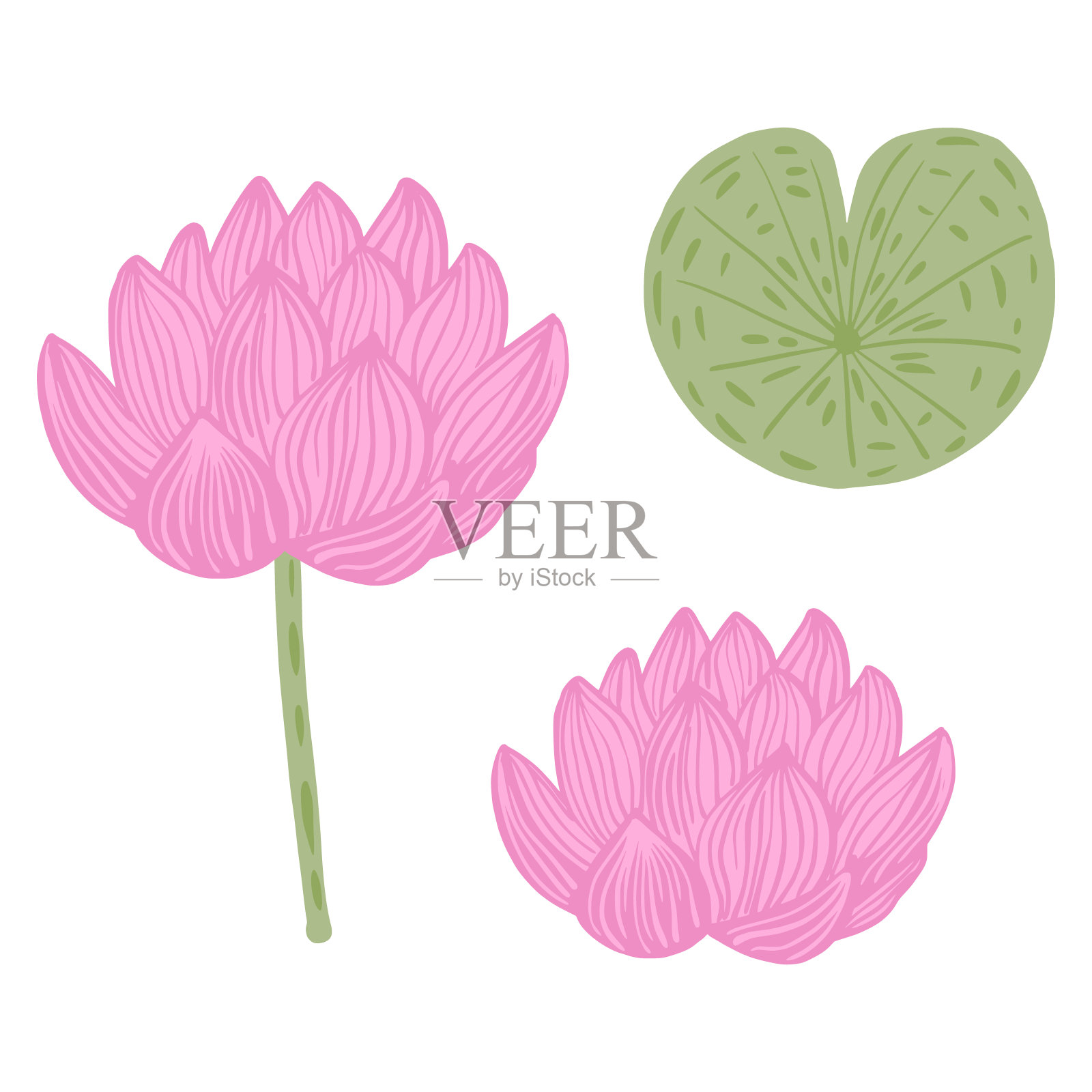 设置花莲花孤立在白色背景。摘要植物的花、芽和叶。花素描粉红色和绿色。设计元素图片