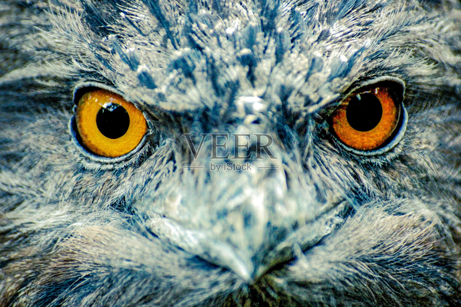 橙色的猫头鹰眼睛照片摄影图片