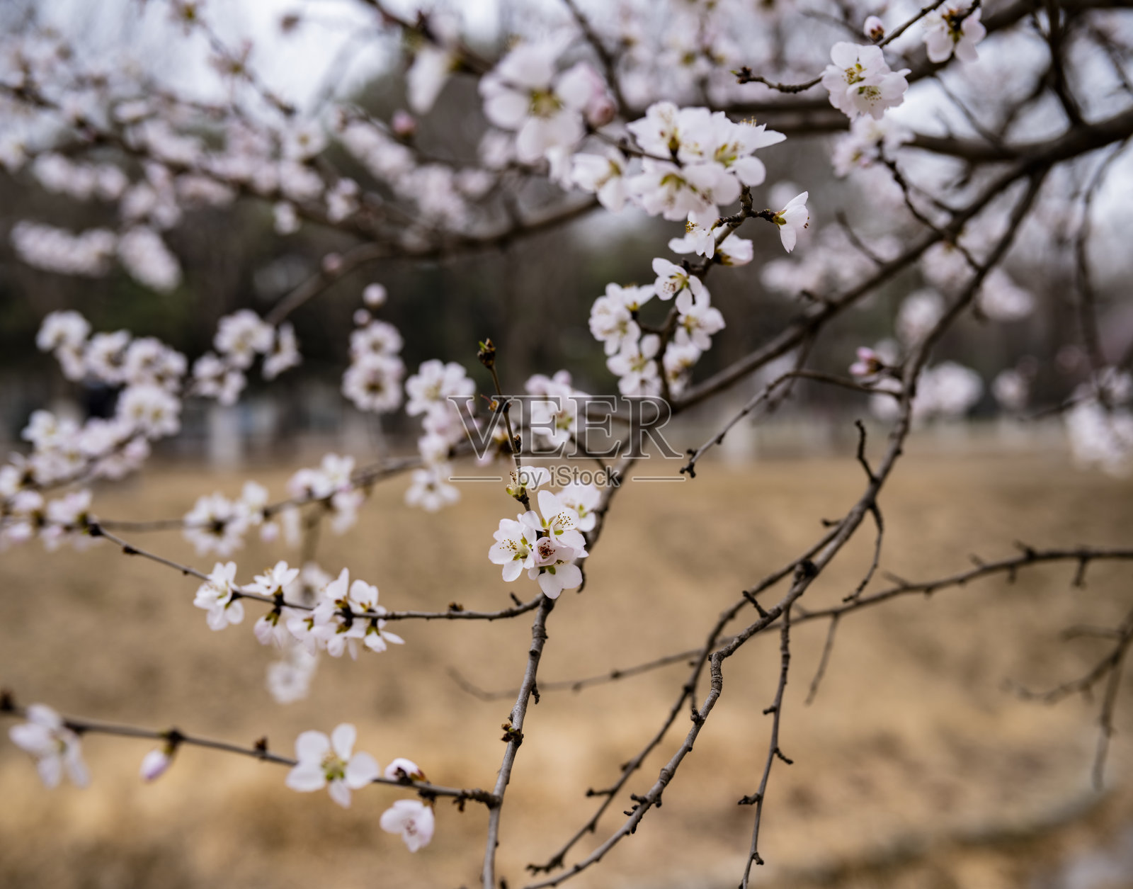 早春的桃花和花蕾照片摄影图片