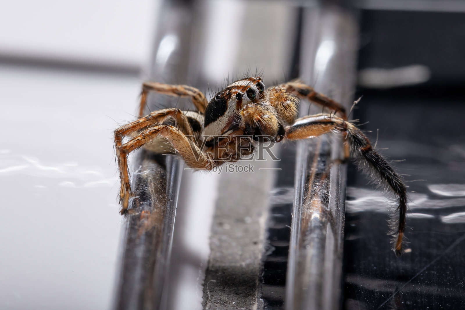 雄性泛热带跳蛛照片摄影图片