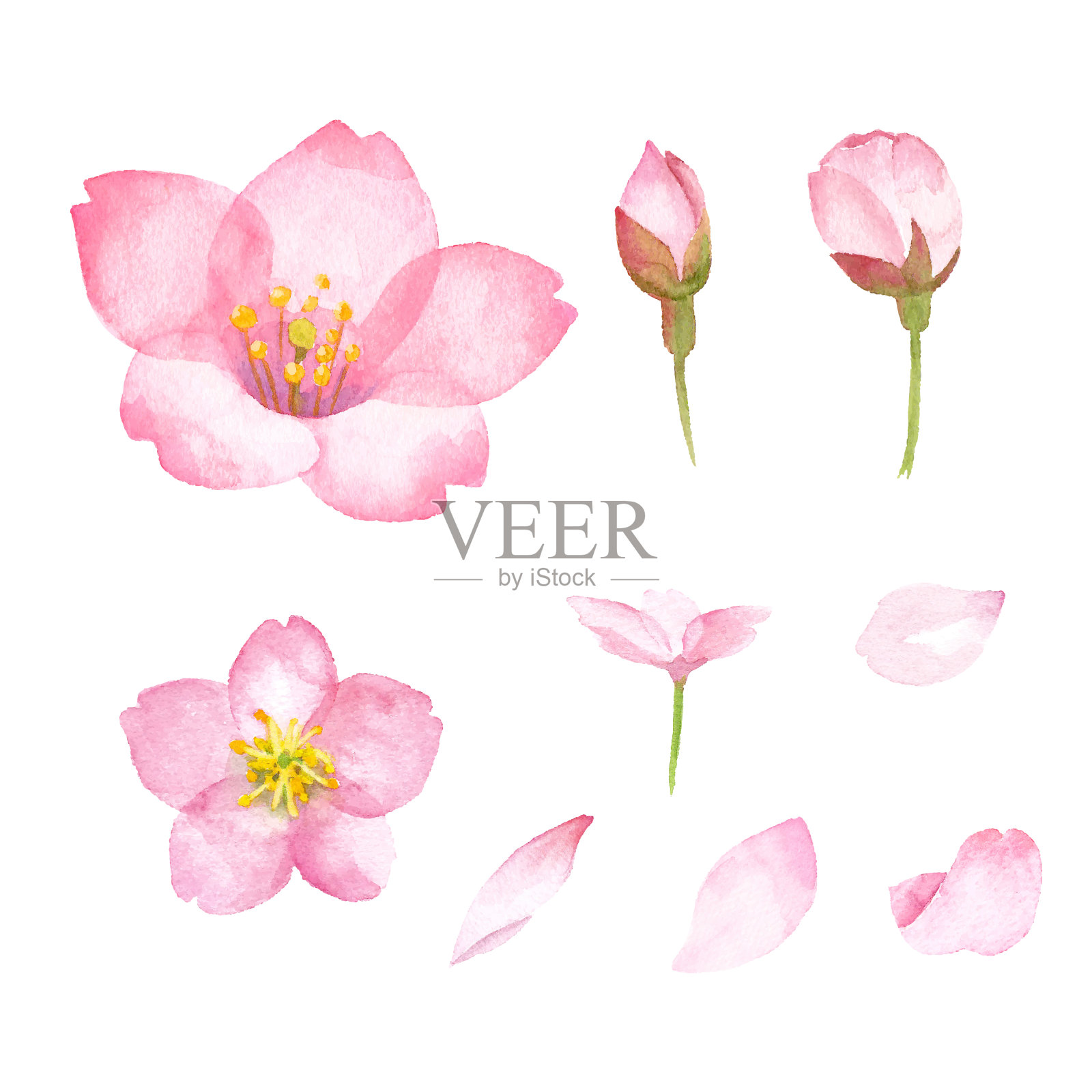樱花部分(花，花蕾，花瓣)的水彩画插图。水彩插图跟踪矢量插画图片素材